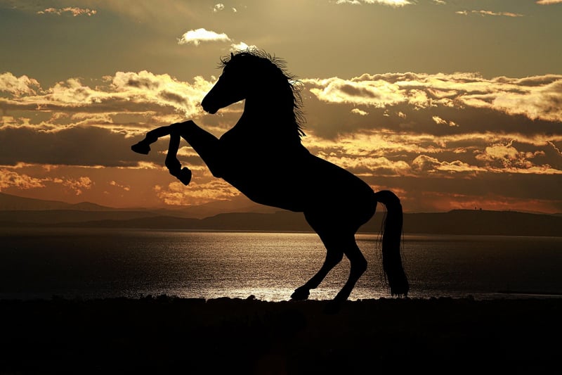 Silhouette image